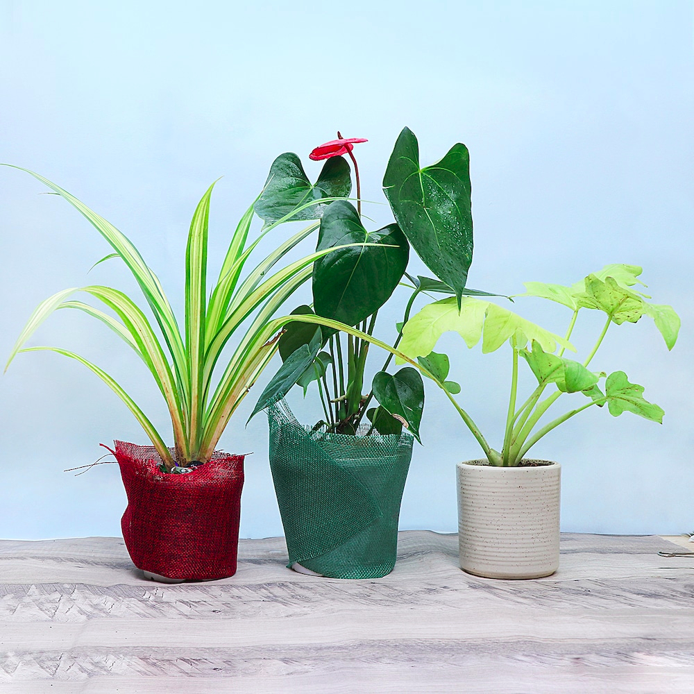  Best 3 House Plant Set